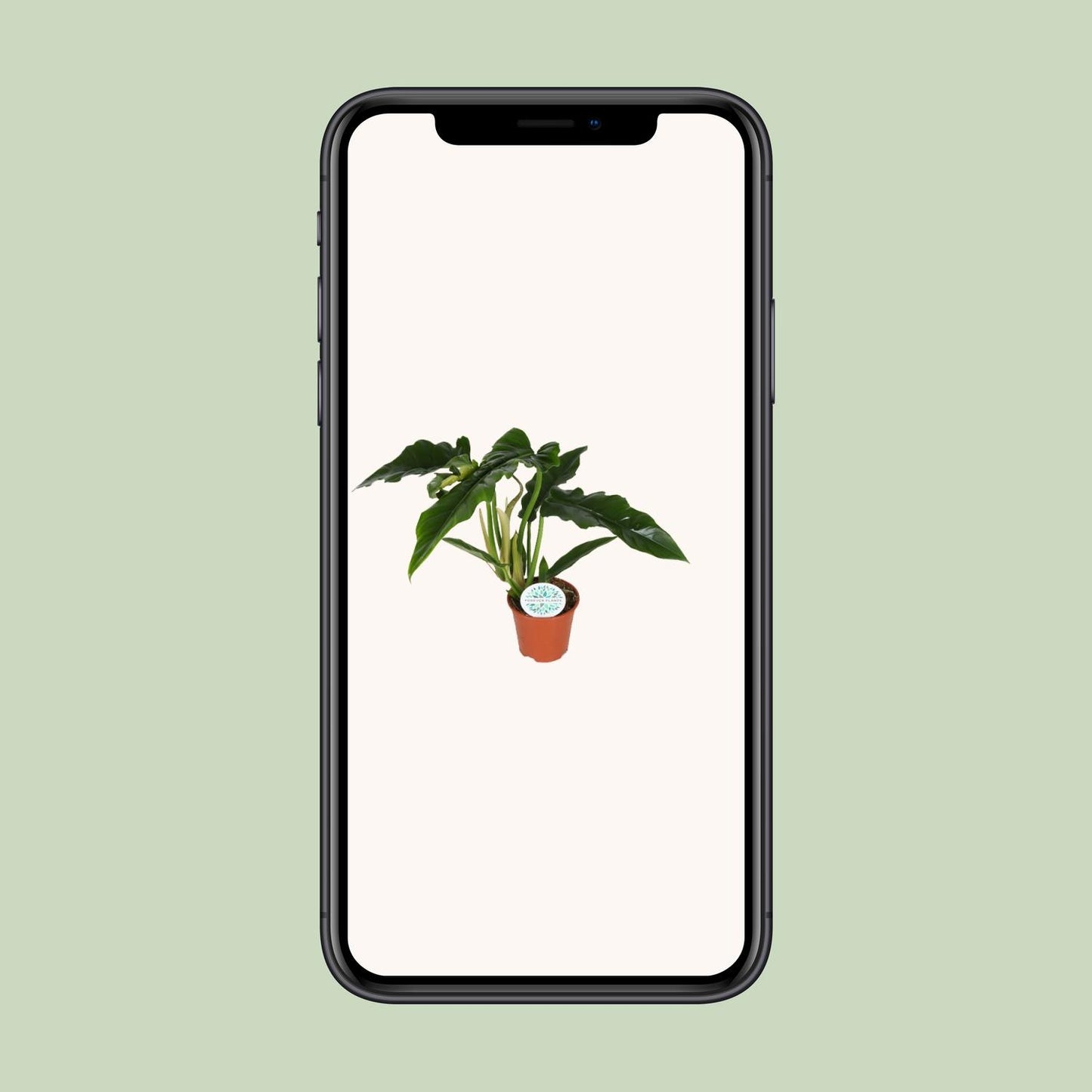 Philodendron Narrow – Pflegeleichte, luftreinigende Zimmerpflanze Ø14cm