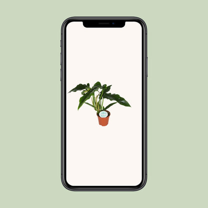 Philodendron Narrow – Pflegeleichte, luftreinigende Zimmerpflanze Ø14cm