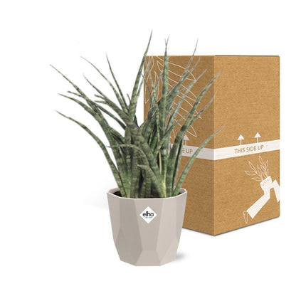 Sansevieria Fernwood Punk in ELHO b.for rock 14 cm warm grey