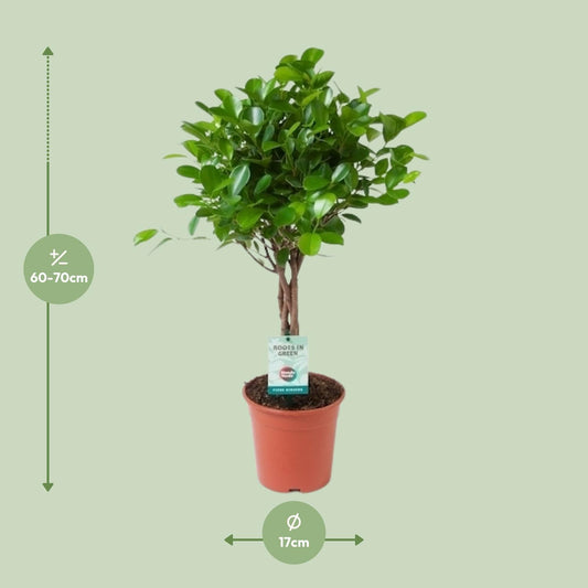 Ficus Microcarpa Moclame – Pflegeleichter Zimmerbaum Ø17cm