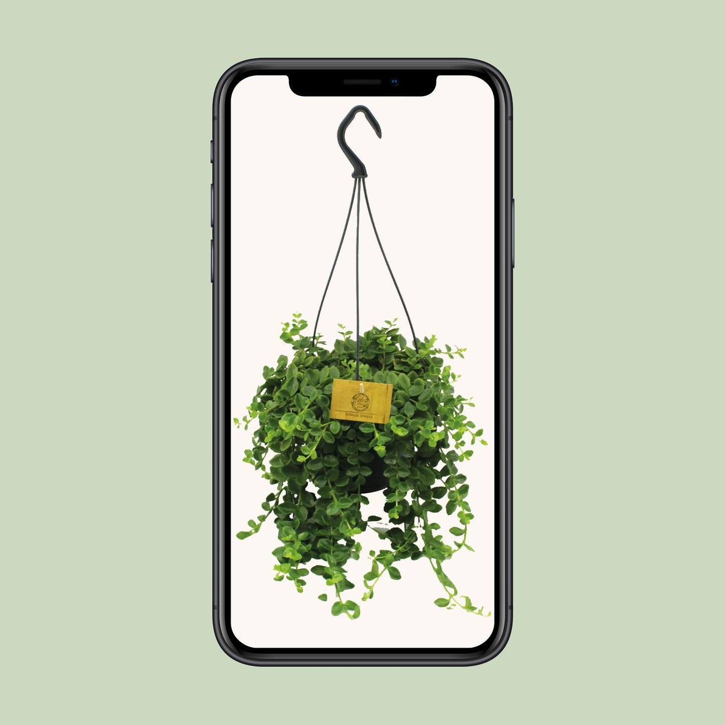 Kalanchoe Mangini – Pflegeleichte Blühpflanze Ø15cm