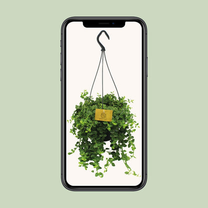 Kalanchoe Mangini – Pflegeleichte Blühpflanze Ø15cm