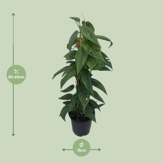 Epipremnum 'Cebu Blue' Moosstock Ø15cm, ca. 60cm hoch