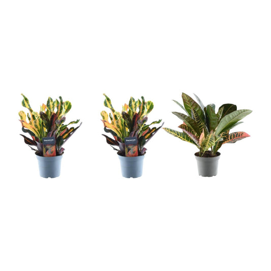 3x Croton Codiaeum Mix – Bunte pflegeleichte Zimmerpflanzen 30 cm