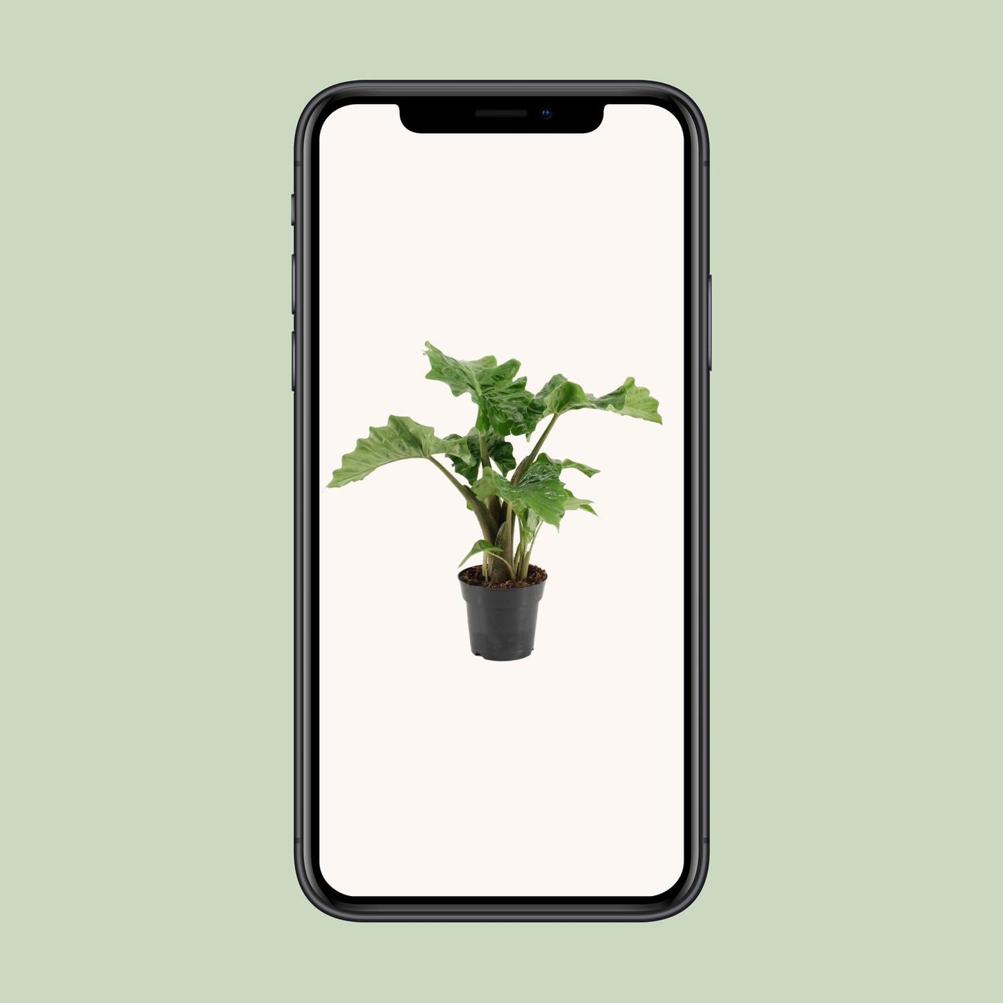 Alocasia Low Rider – Exotische, pflegeleichte Zimmerpflanze Ø17cm