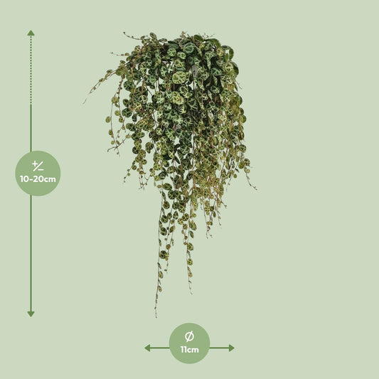 Peperomia Prostrata – pflegeleichte Zimmerpflanze Ø11cm