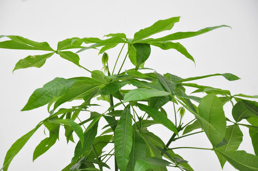 Pachira Aquatica – Geldbaum, 140 cm, ø27 cm
