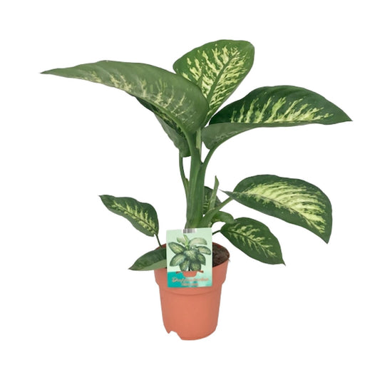 Dieffenbachia Seguine Tropic Snow Ø19cm – Pflegeleichte Zimmerpflanze