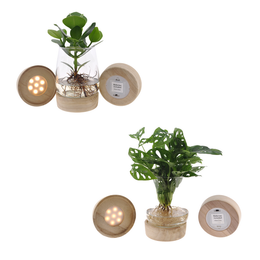 Kingston Glas + LED Duo Monstera & Clusia Ø12cm – Pflegeleicht & Modern