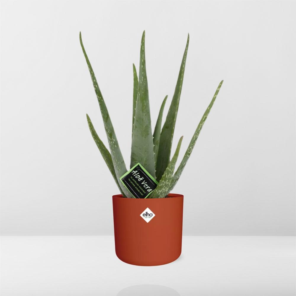 Aloe Vera 12cm im ELHO b.for soft rond 14cm Brique