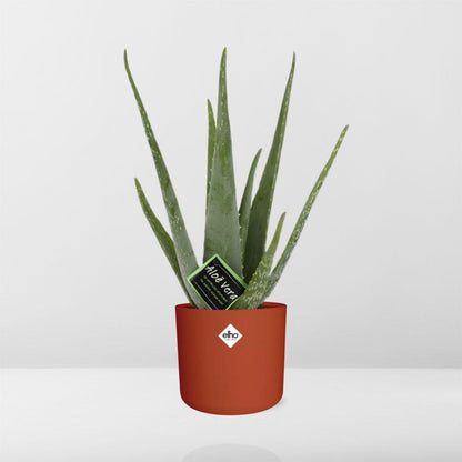 Aloe Vera 12cm im ELHO b.for soft rond 14cm Brique