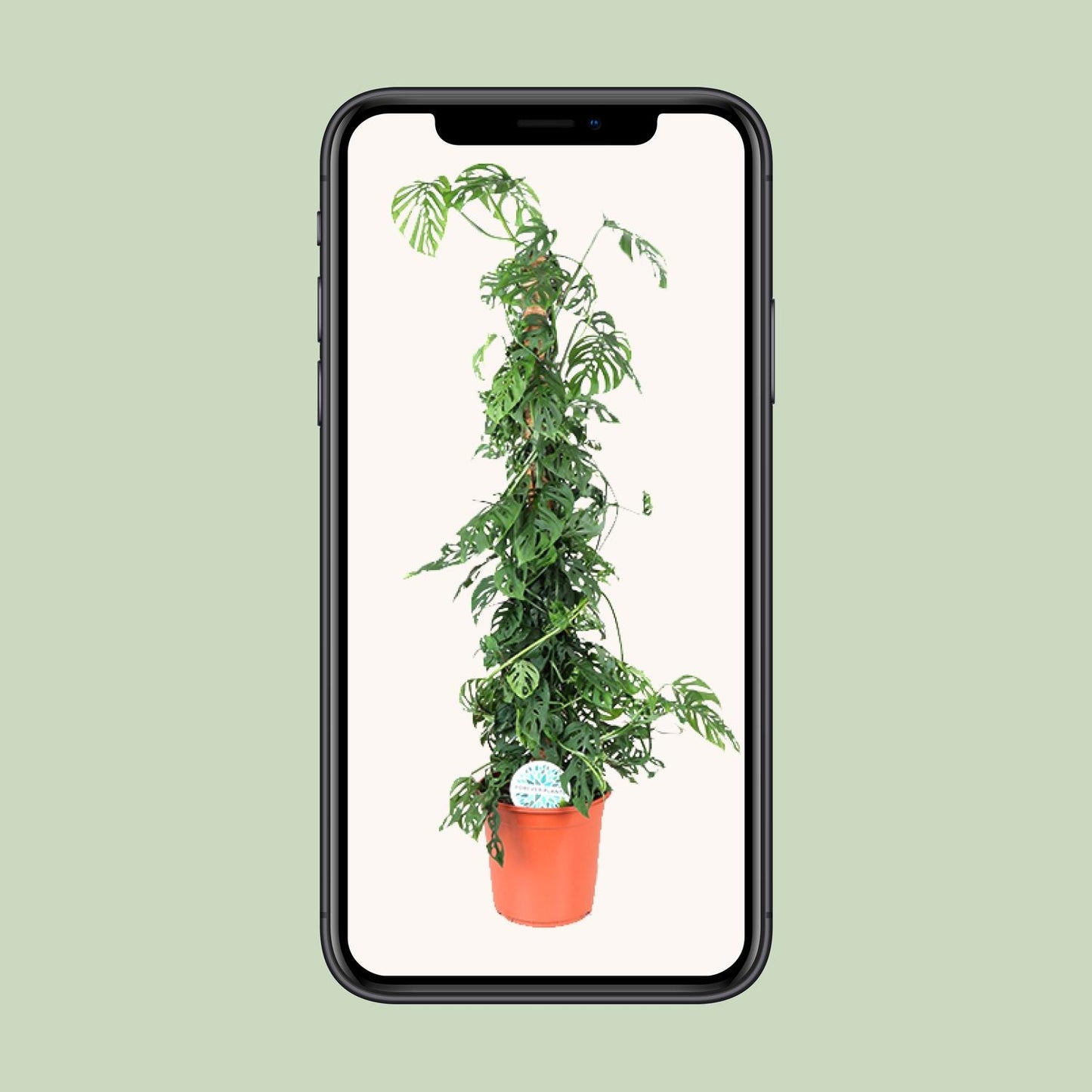 Monstera Monkey Leaf M – Pflegeleichte Trendpflanze Ø24cm