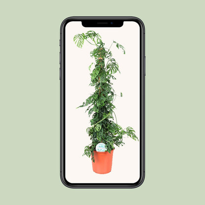 Monstera Monkey Leaf M – Pflegeleichte Trendpflanze Ø24cm