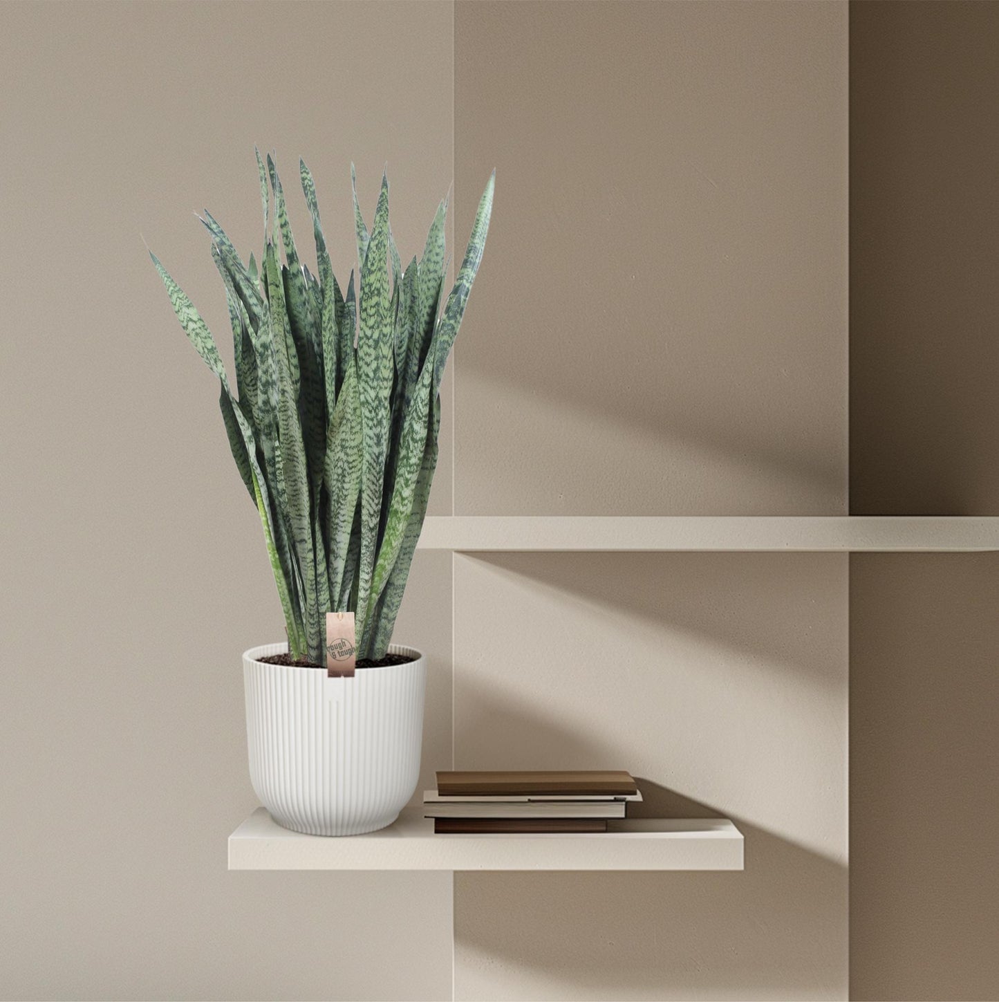 Sansevieria Zeylenica – Pflegeleichte Zimmerpflanze 110 cm