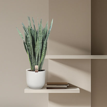 Sansevieria Zeylenica – Pflegeleichte Zimmerpflanze 110 cm