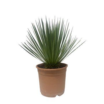Yucca Rostrata – Pflegeleichte Trendpflanze 60 cm