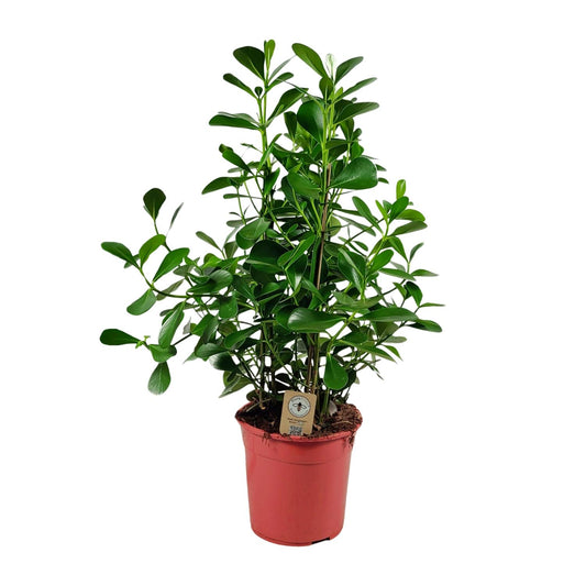 Clusia Rosea Princess – Pflegeleichter Autographenbaum Ø27 cm