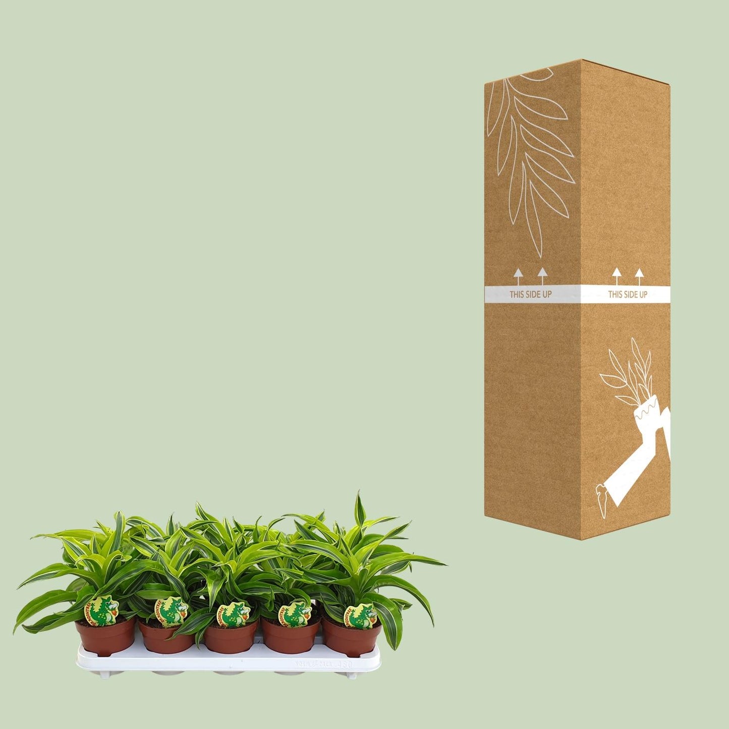 Dracaena Lemon Surprise – Pflegeleichte Zimmerpflanze Ø12cm