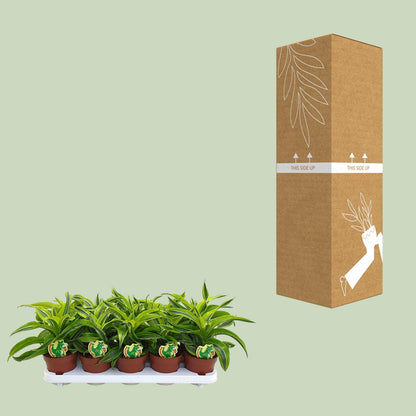 Dracaena Lemon Surprise – Pflegeleichte Zimmerpflanze Ø12cm