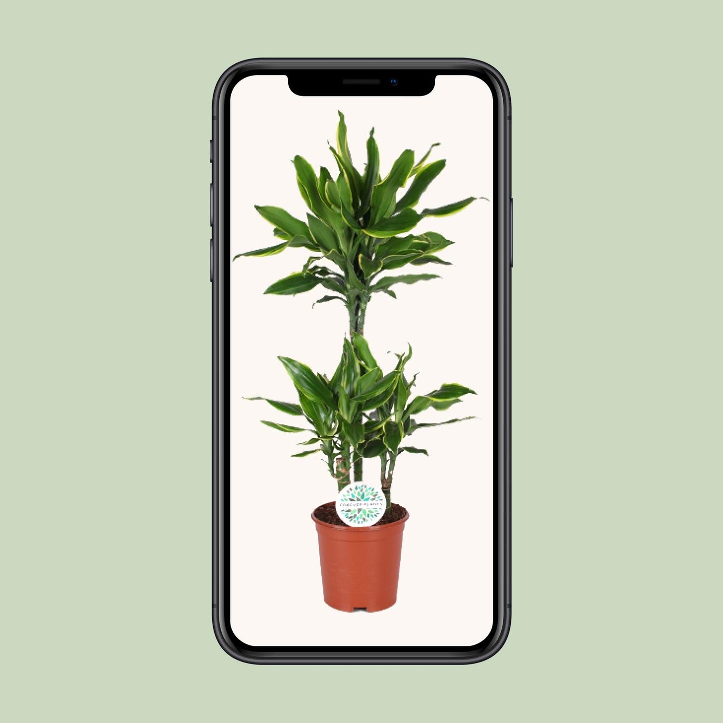 Dracaena Golden Coast – Pflegeleichter Drachenbaum Ø21cm