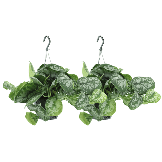 Scindapsus Pictus Trebie – 2er-Set Ø15cm – Pflegeleichte Hängepflanze