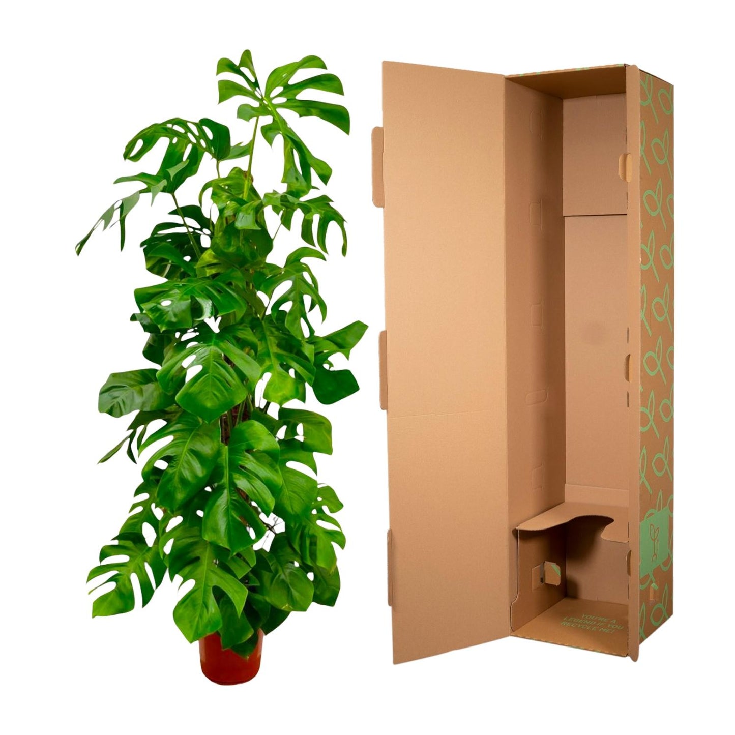 Monstera Deliciosa XXL – Tropische Zimmerpflanze 180 cm