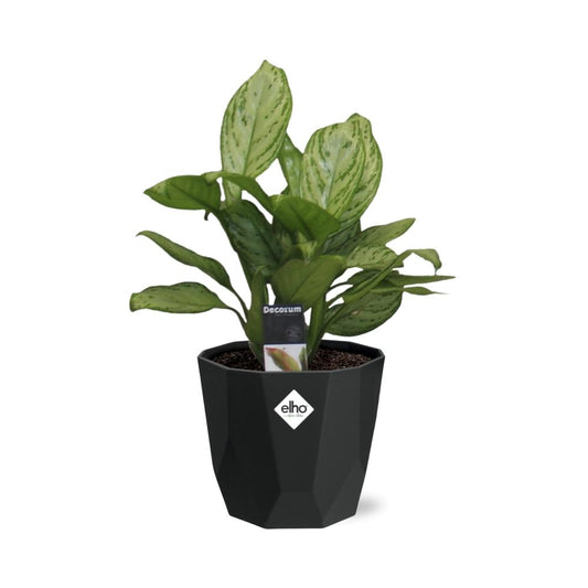 Aglaonema Christina – Pflegeleichte Tropen-Zimmerpflanze 14cm
