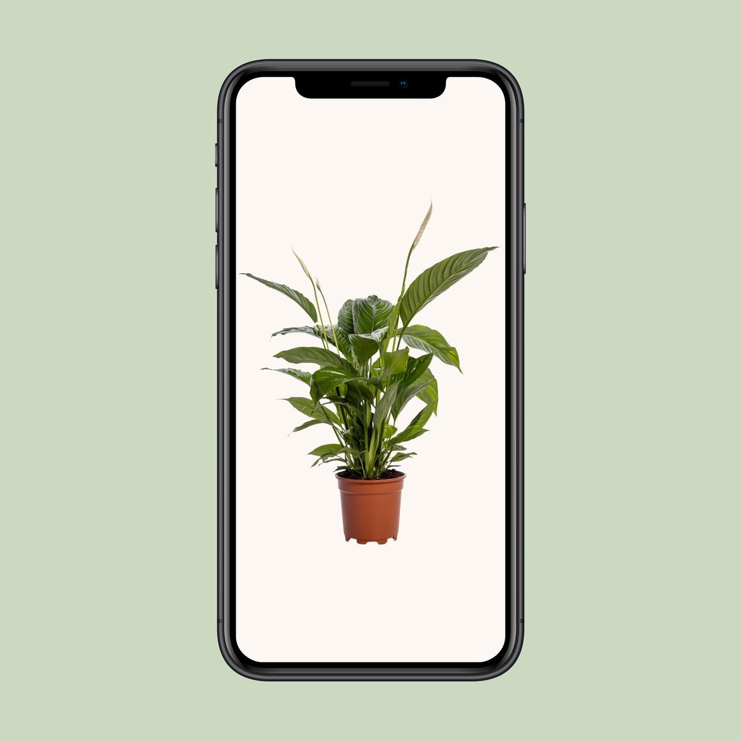 Spathiphyllum Bingo Cupido – Pflegeleichte Friedenslilie Ø19cm