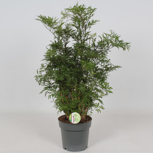 Polyscias Hawaiian – Tropische Zimmerpflanze Ø19cm