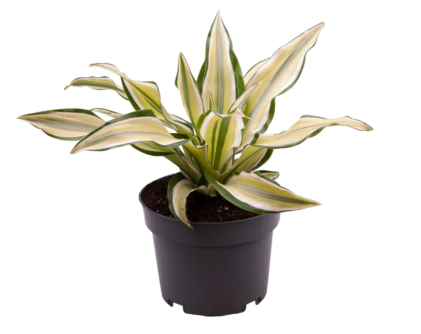 Dracaena Malaika – Pflegeleichte Luftreiniger-Pflanze Ø12 cm