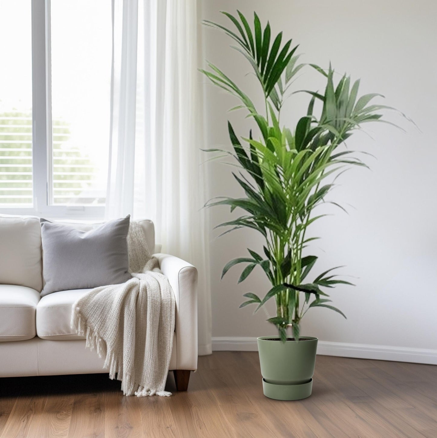 Kentia-Palme – 170 cm – Pflegeleicht & Tropisch Elegant
