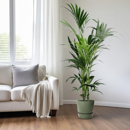 Kentia-Palme – 170 cm – Pflegeleicht & Tropisch Elegant