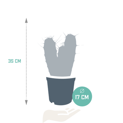 Myrtillocactus geometrizans 17 cm – pflegeleichter Säulenkaktus