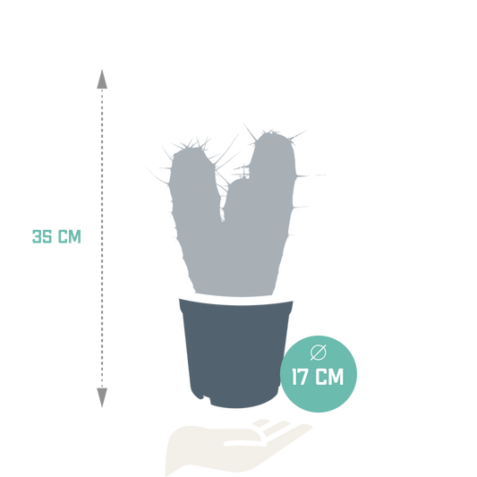 Myrtillocactus geometrizans 17 cm – pflegeleichter Säulenkaktus