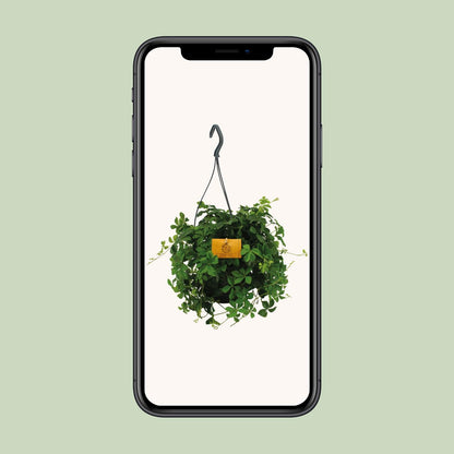 Parthenocissus Striata Ø15cm – Pflegeleichte Hängepflanze