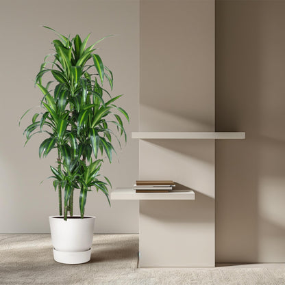 Dracaena Hawaiiana Carrousel – Elegante, pflegeleichte Zimmerpflanze 150 cm
