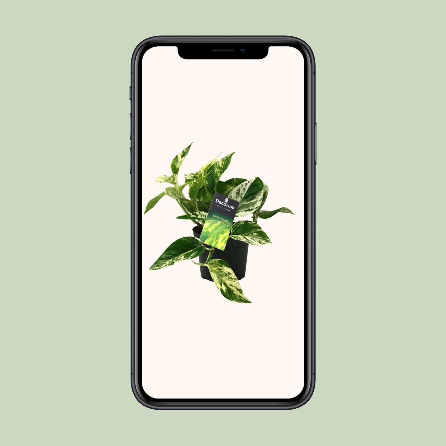 Scindapsus Marble Queen Ø12cm – Pflegeleichte Zimmerpflanze