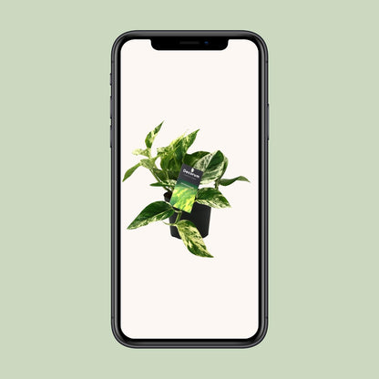 Scindapsus Marble Queen Ø12cm – Pflegeleichte Zimmerpflanze