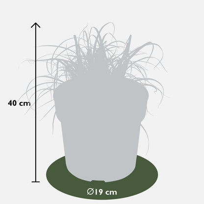 Uncinia rubra Everflame – Rotes Ziergras Ø19 cm