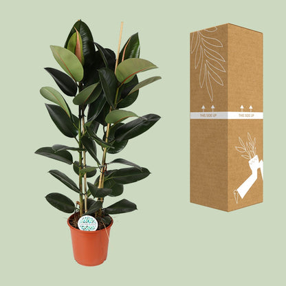 Ficus Elastica Robusta – Pflegeleichte Zimmerpflanze Ø24cm