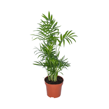 Zwerg-Bergpalme – pflegeleichte Zimmerpflanze Ø12cm, 50cm hoch
