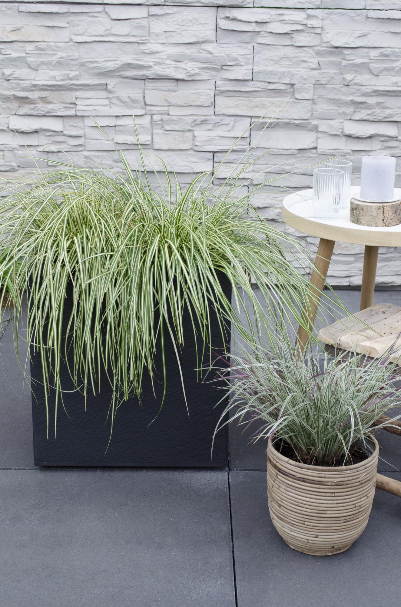3x Carex hachijoensis 'Evergold' – Immergrünes Ziergras Ø14 cm