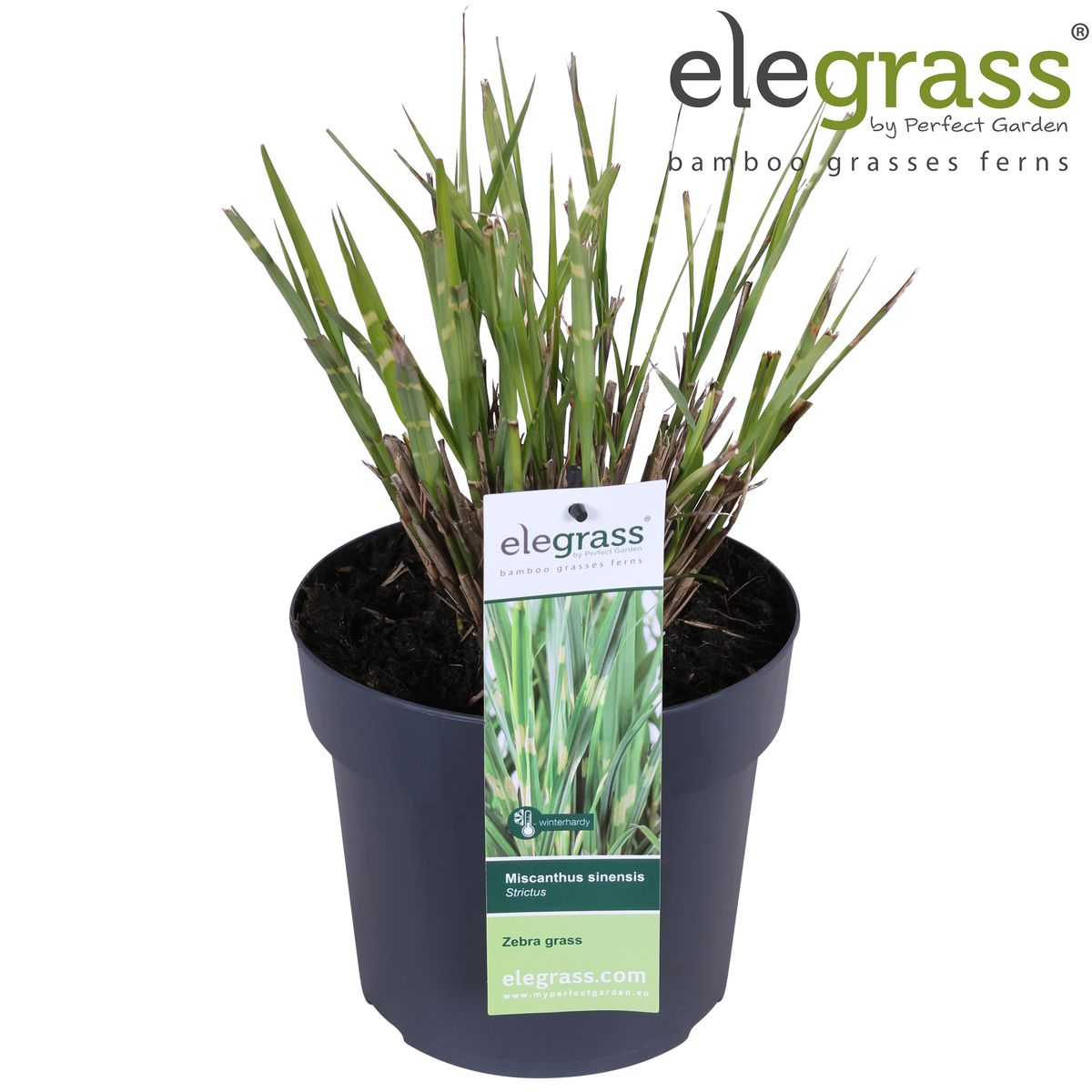 Miscanthus sinensis Strictus – Pflegeleichtes Zebra-Gras Ø23cm