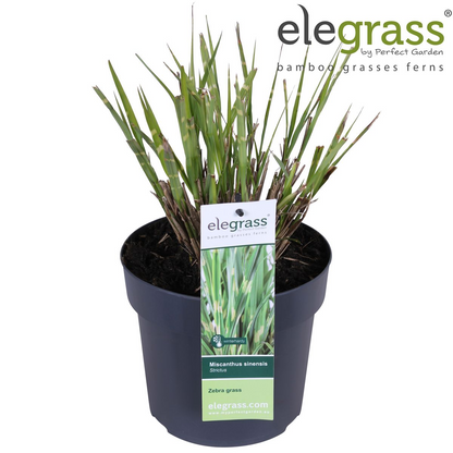 Miscanthus sinensis Strictus – Pflegeleichtes Zebra-Gras Ø23cm