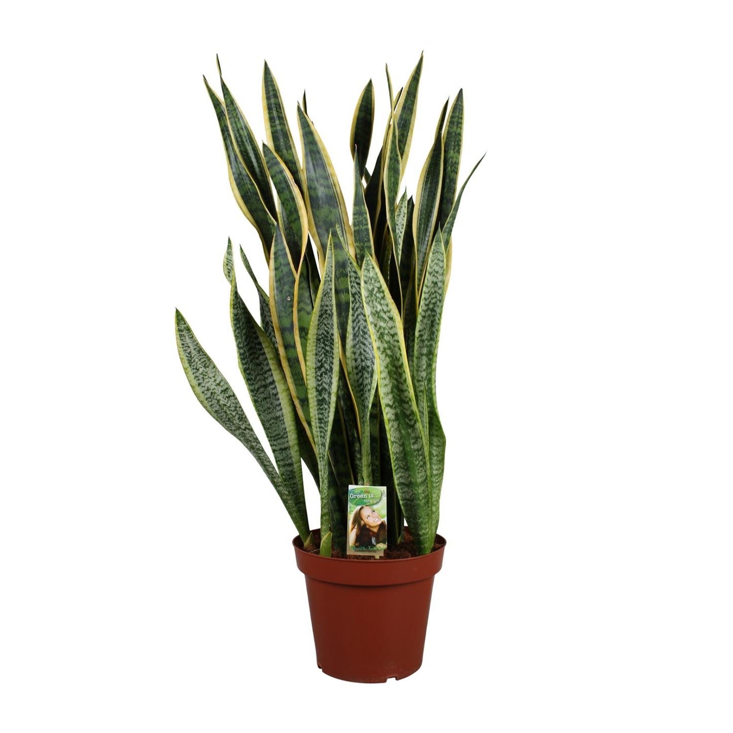 Sansevieria Laurentii Ø27cm – Pflegeleichter Bogenhanf bis 100cm