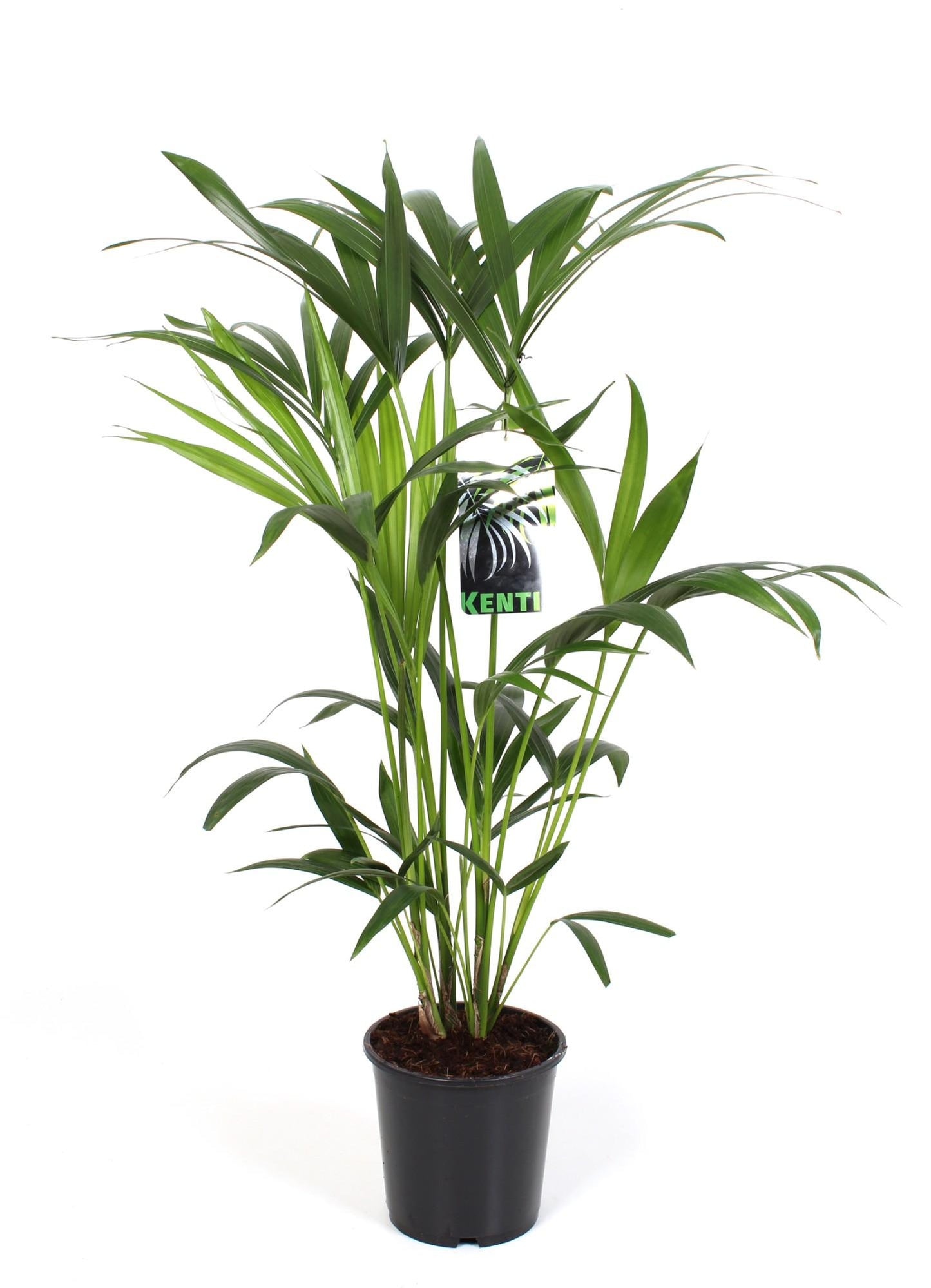 Howea Forsteriana – elegante Kentia-Palme Ø19cm, 80cm hoch