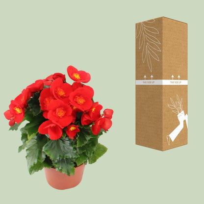Begonie Sweeties Red Ø12cm – Pflegeleicht & Farbenfroh