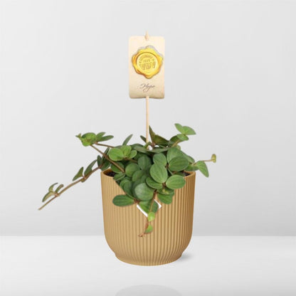 Peperomia ‘Hope’ – Pflegeleichte Zimmerpflanze im ELHO Vibes Fold Topf 14cm