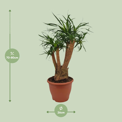 Beaucarnea Nolina – Ponyschwanzpalme Ø26cm, 75cm hoch