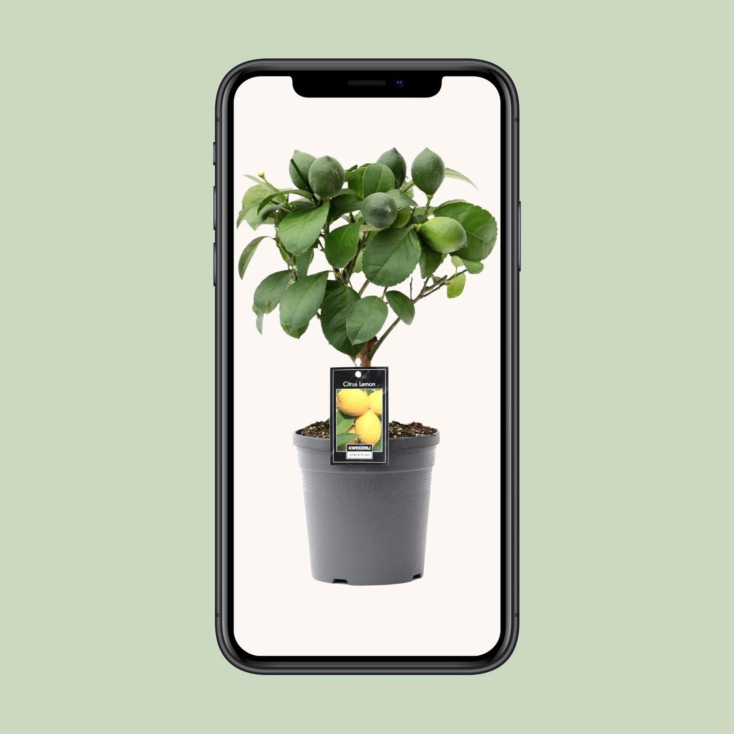 Citrus Lemon op Stamm – kompakter Zitronenbaum Ø15cm